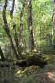 (252) Vers la souce de la Bidouze 2
